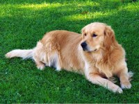 Golden Retriever thumbnail